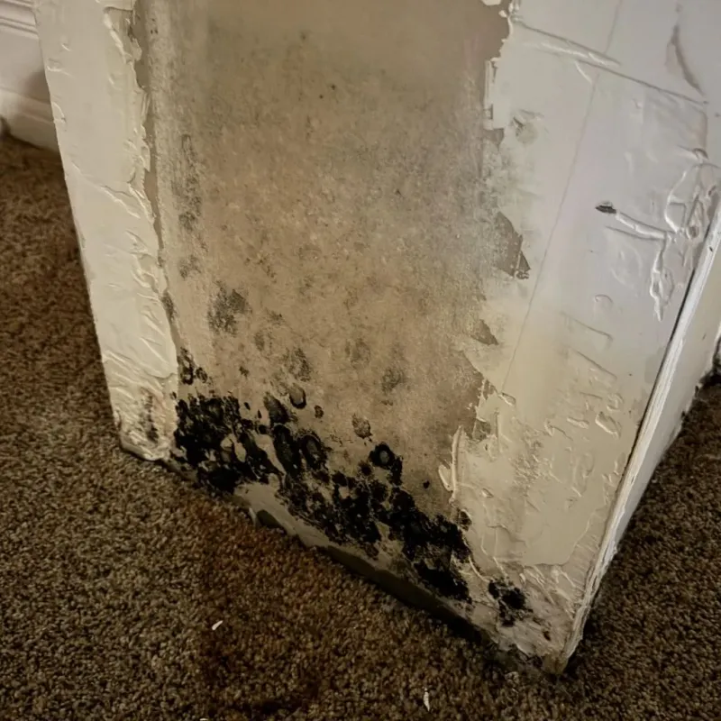 Professional Mold Removal in Roebling, NJ
